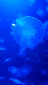 Underwater exotic aquarium