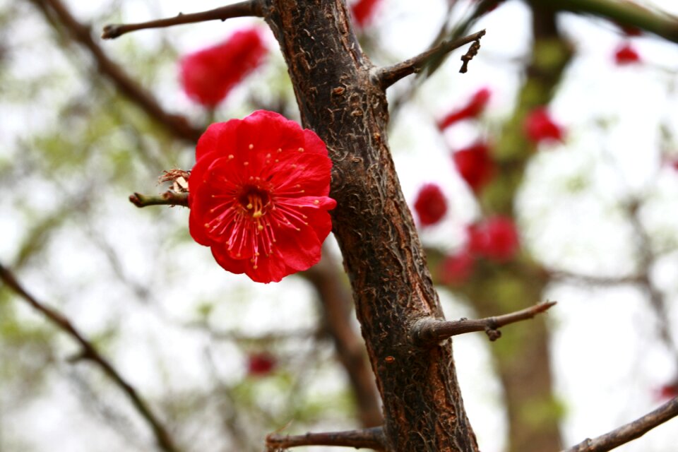 Red flower beijing