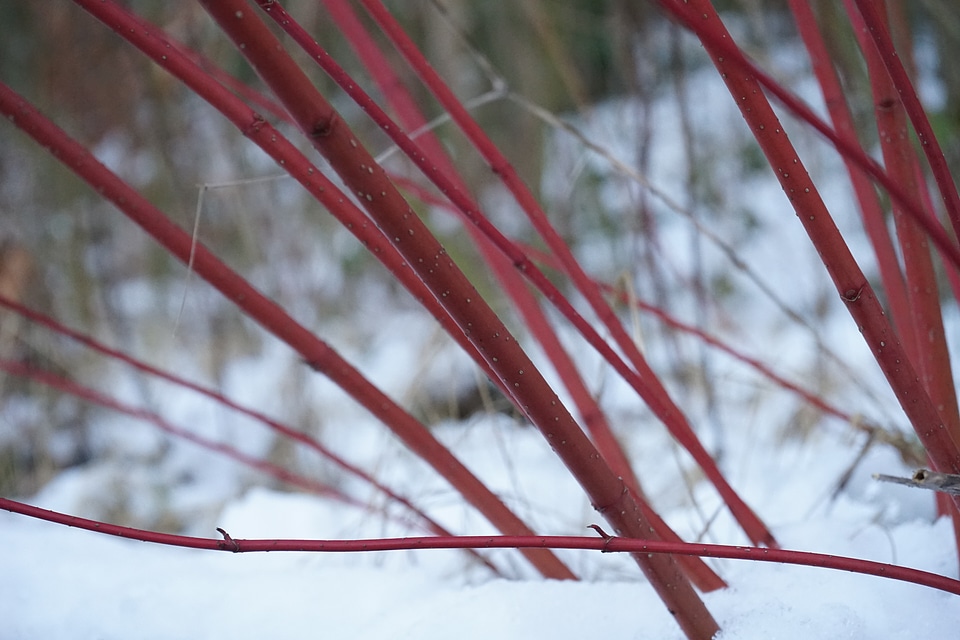 Plant stalk red photo