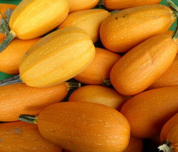 Produce squash vegetable