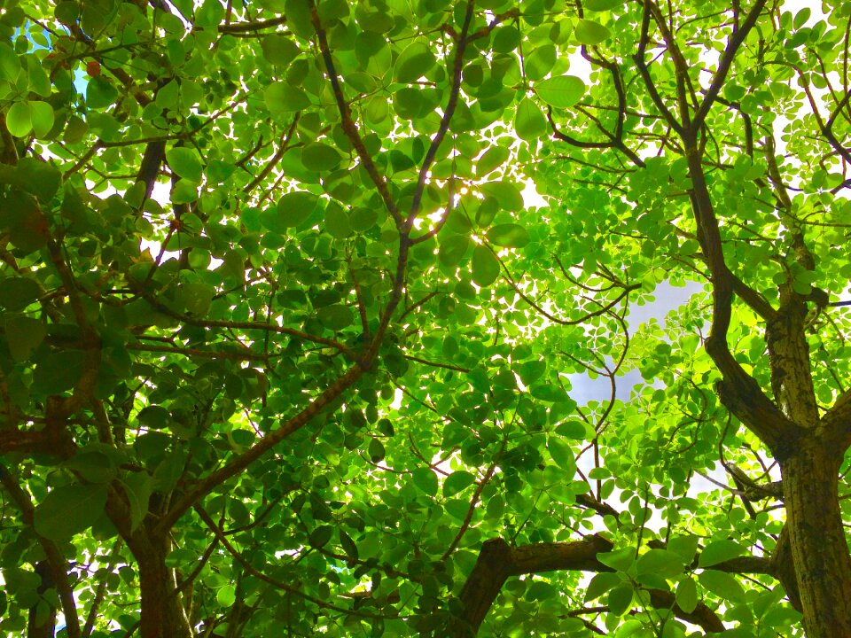Green branch plant