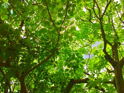 Green branch plant