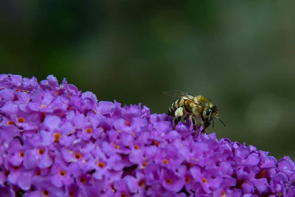 Insect blossom bloom