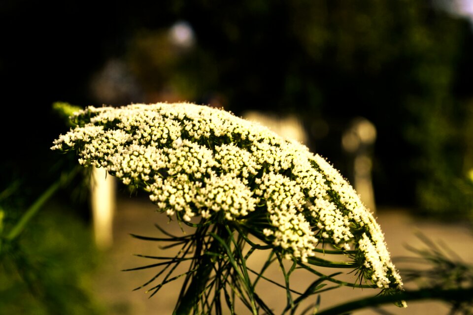 White white blossom flower