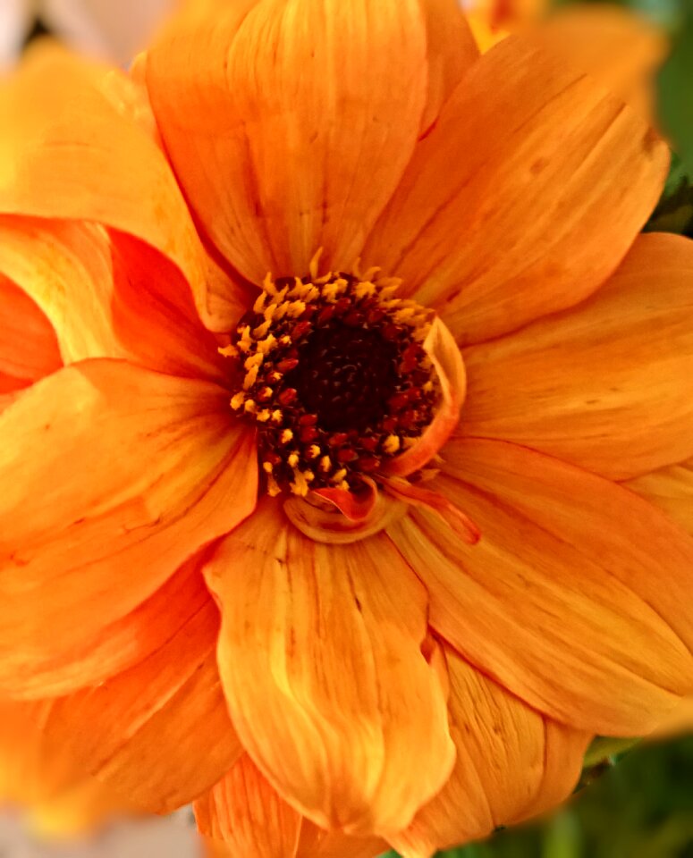 Single bloom large yellow