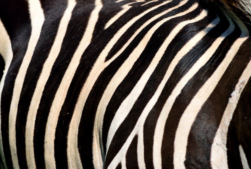 Black white stripes