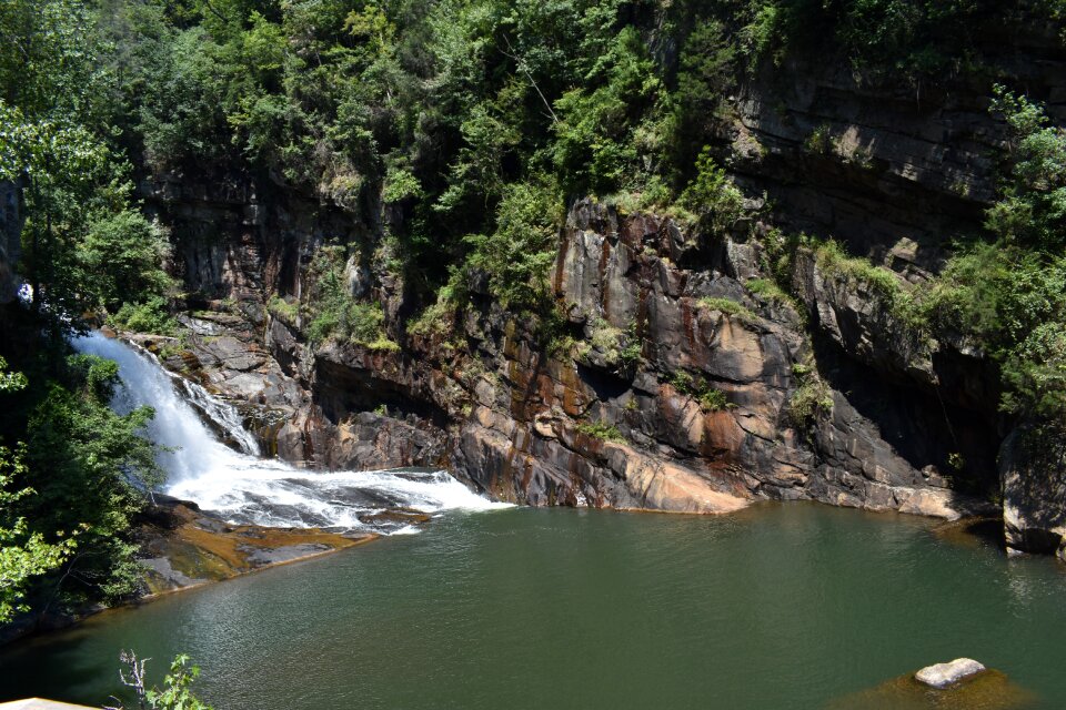 Summer nature forest