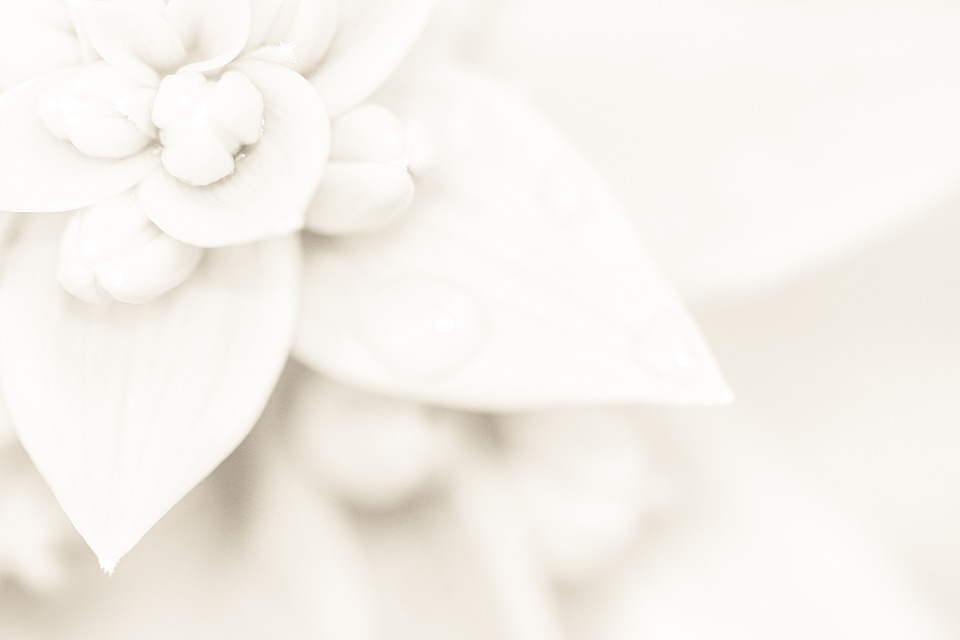 Background flower pattern