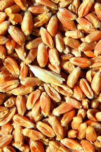 Grain nature sunshine