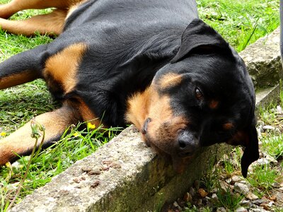 Animals dog rottweiler