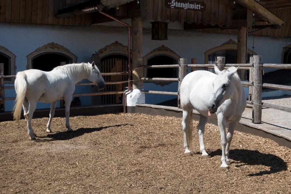 Reitstall homestead horse