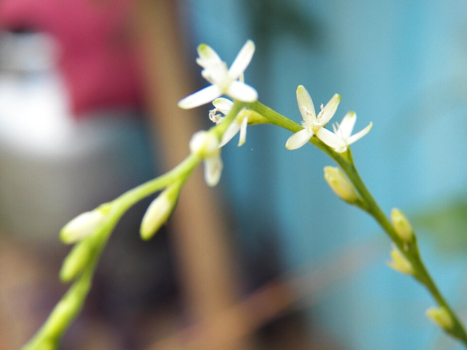 Nature garden flowers