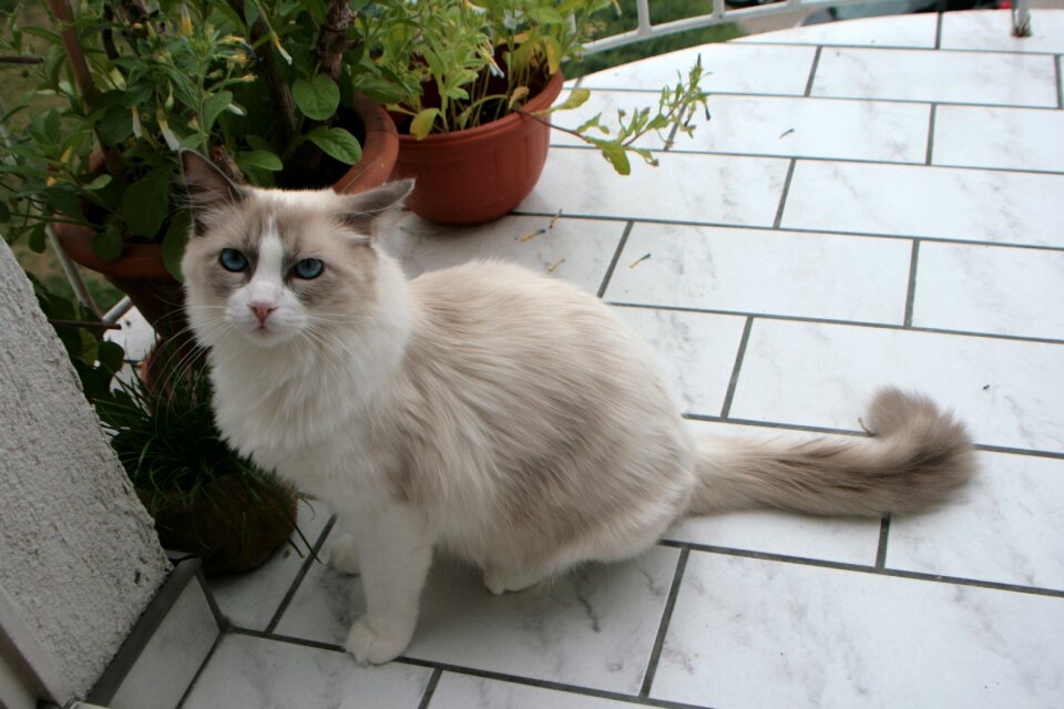 Wild cat animal wild