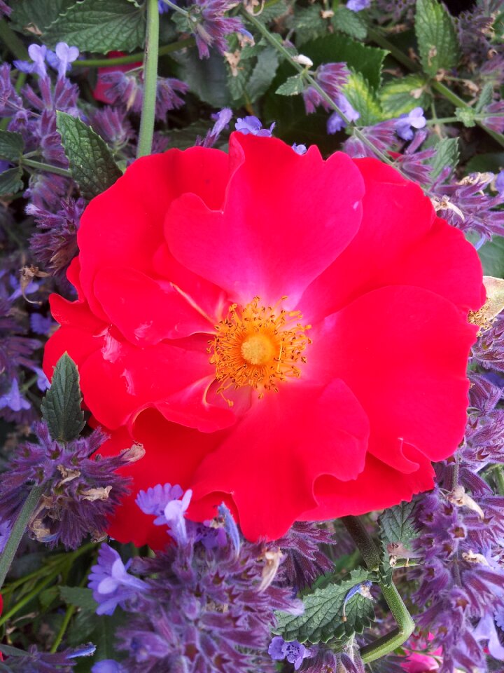 Red flowers roses