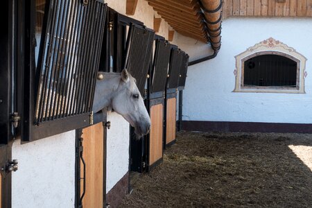 Reitstall homestead horse