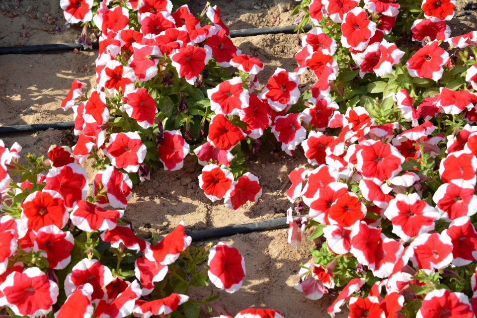 Red flowers petunia summer
