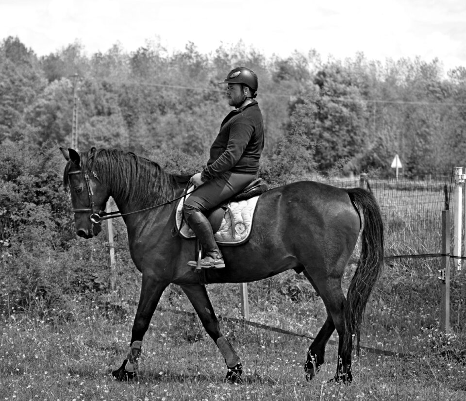 Horse animal equestrian