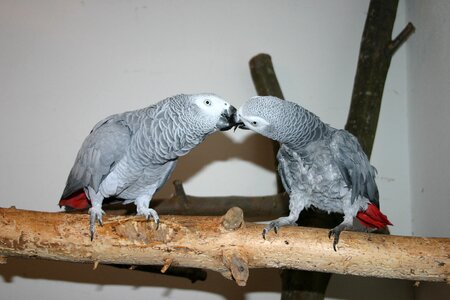 Animal birds grey parrots photo