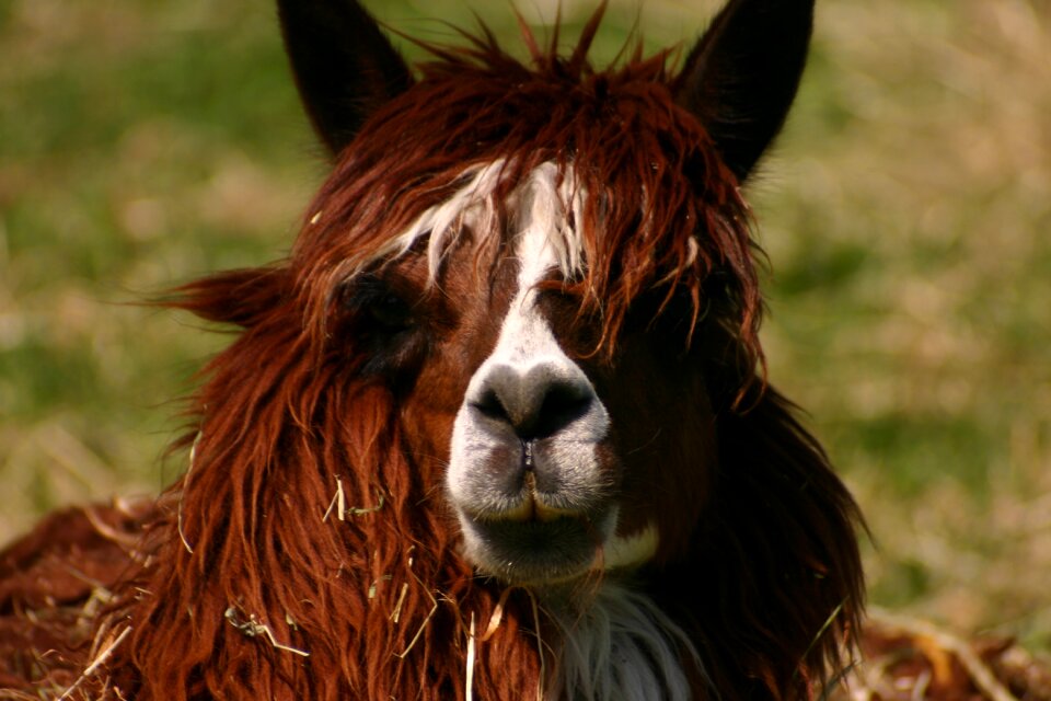 Animal lama lama head