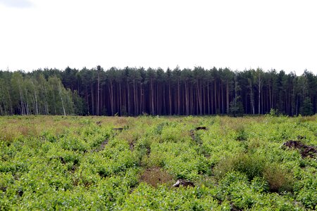 Spruce tree pine photo