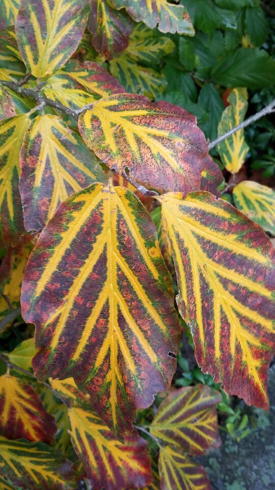 Autumn leaves trees