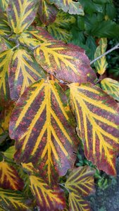 Autumn leaves trees