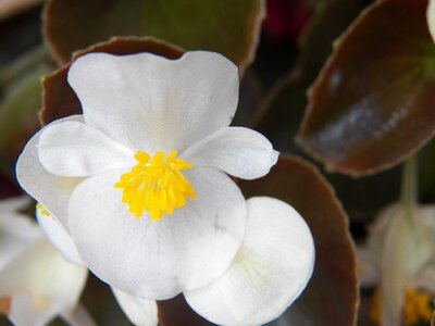 White nature flowers