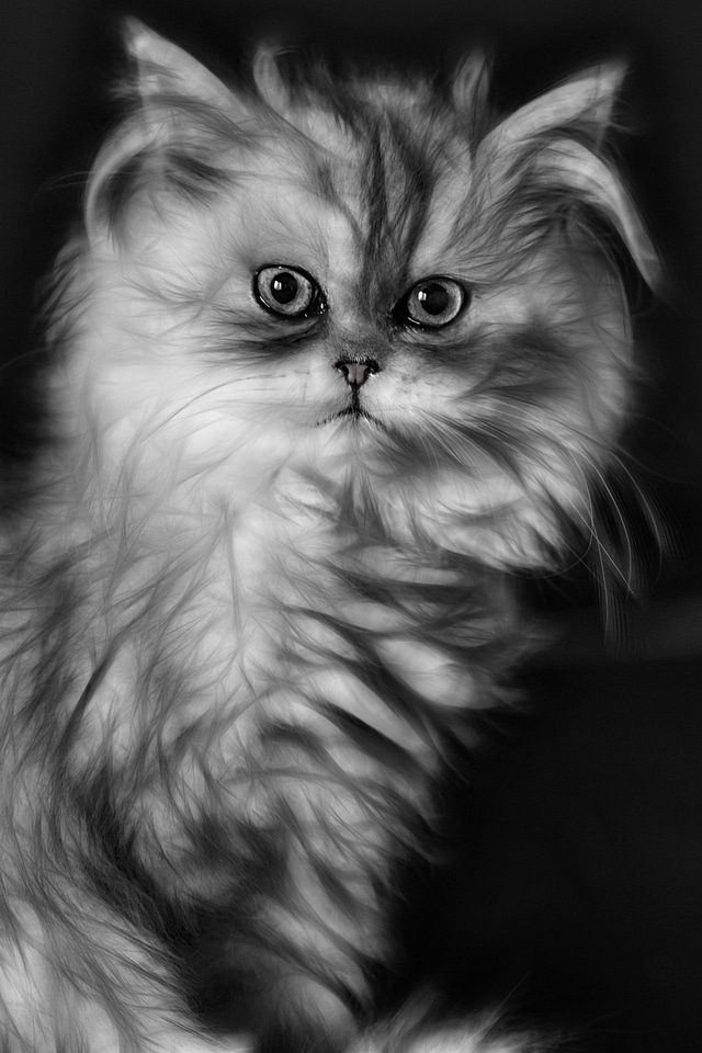 Kitten domestic cat persian cat