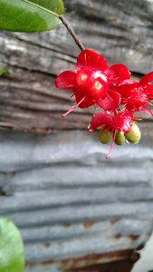 Nature spring summer