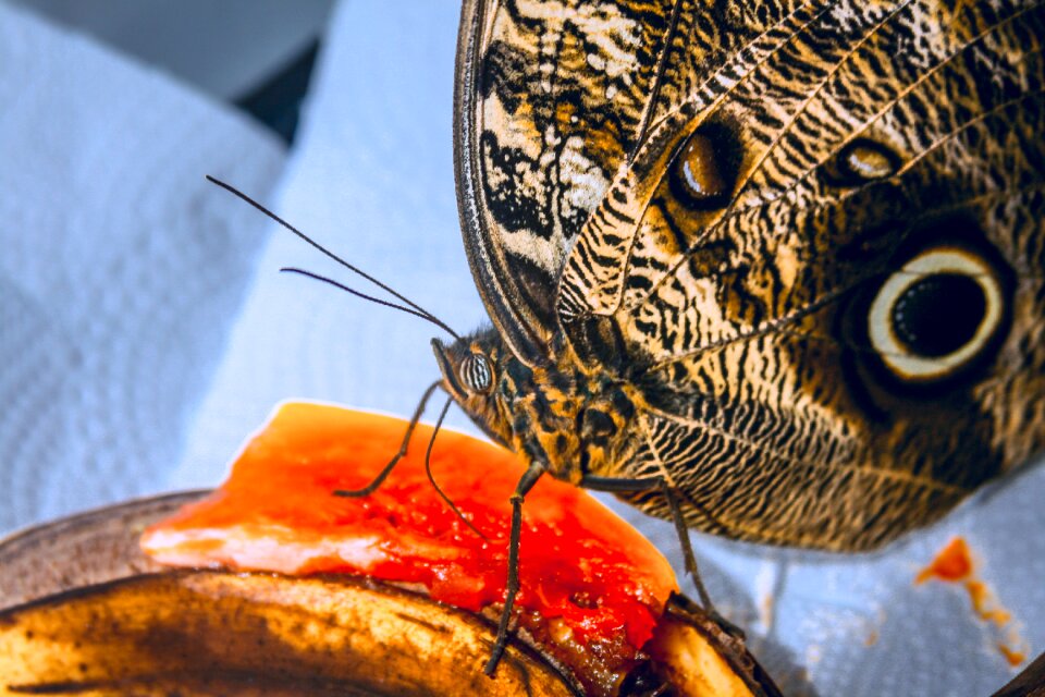 Domestic animals animal butterfly