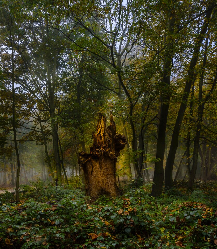 Mysterious mist nature