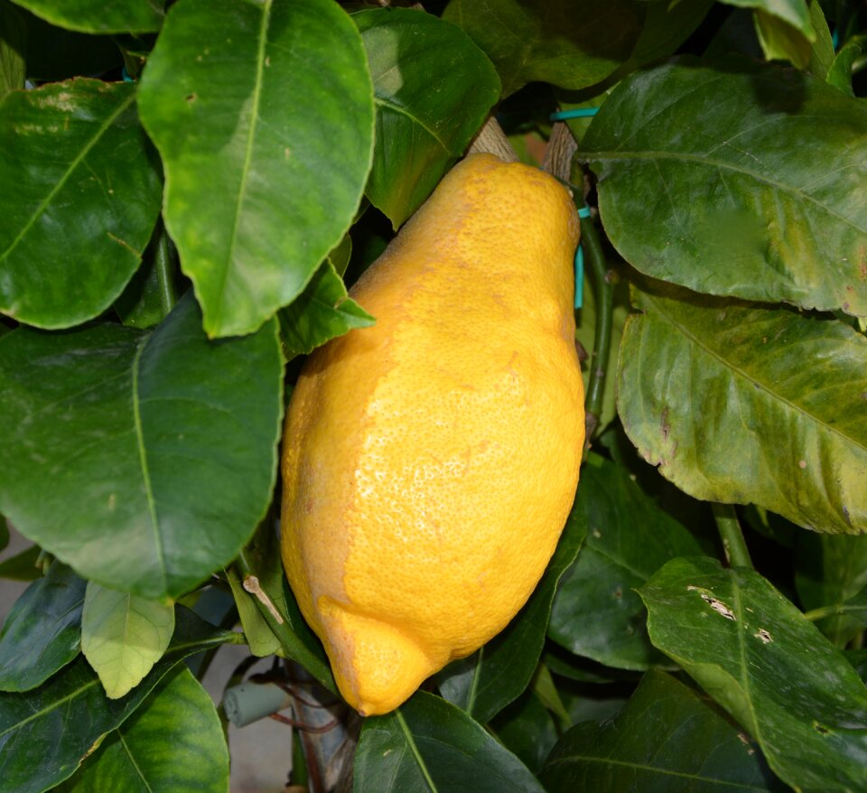 Juice citrus limon green
