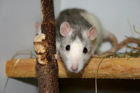 Animal rat nager