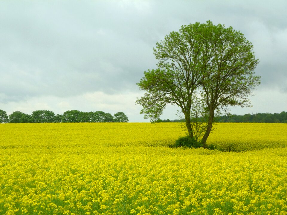 Field oilseed rape landscape