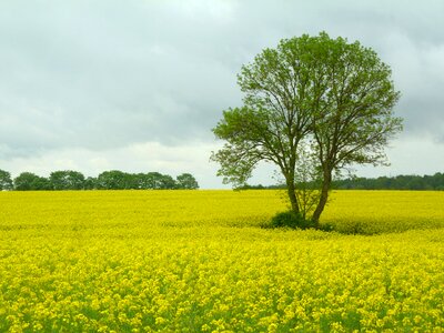 Field oilseed rape landscape photo
