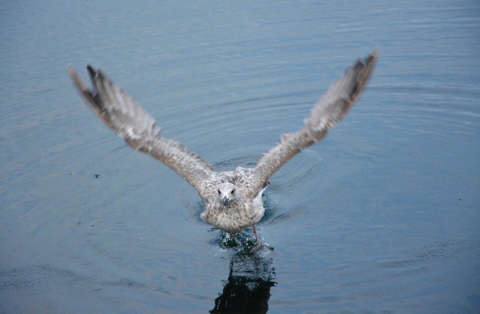 Saint -malo seabird france