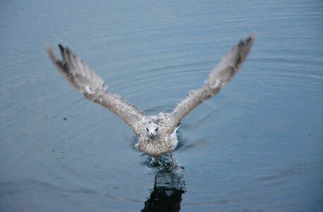 Saint -malo seabird france