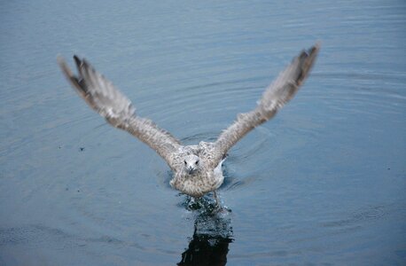 Saint -malo seabird france photo