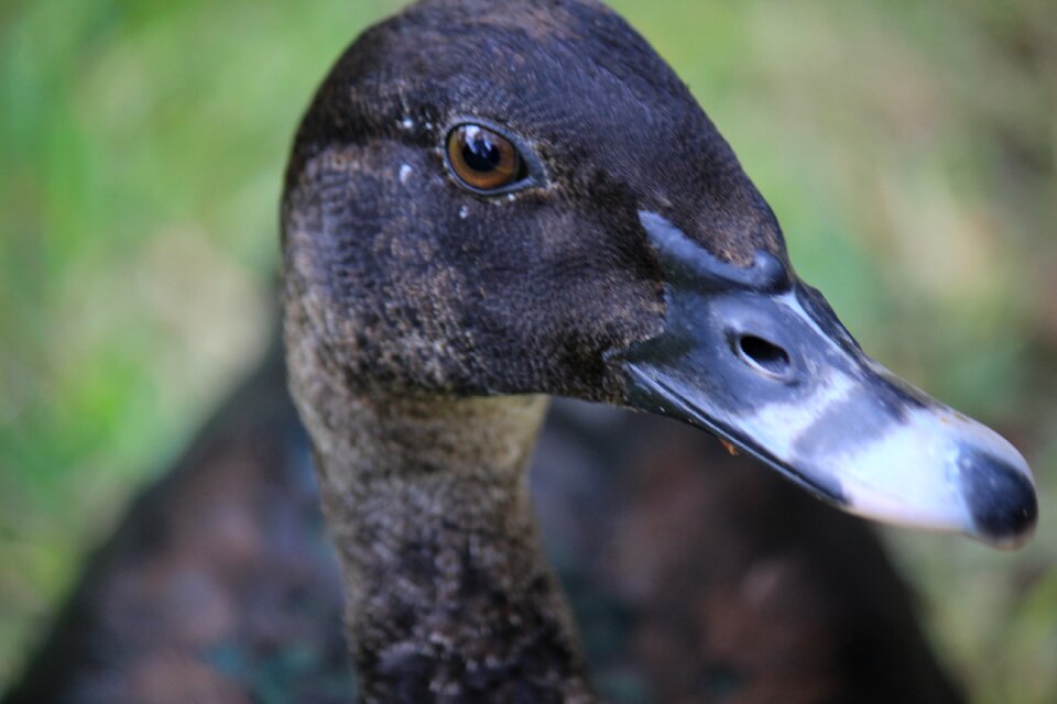 Beauty animal farm