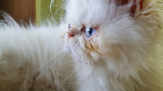 Persian cat white fur photo