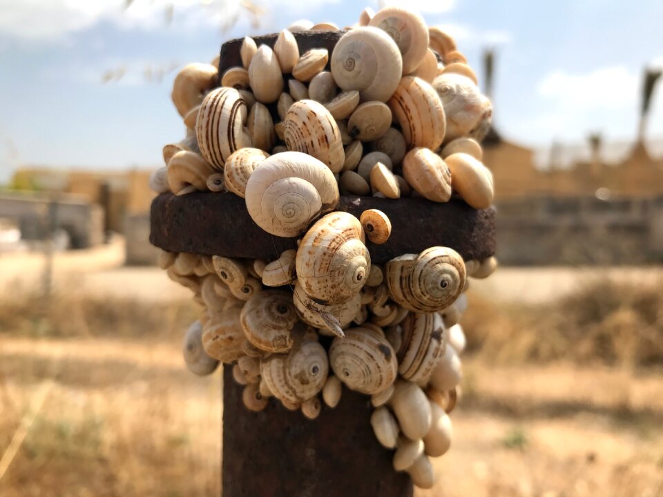 Insect shell brown snail