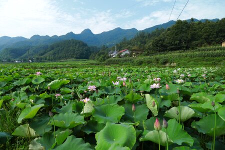 The scenery lotus realism