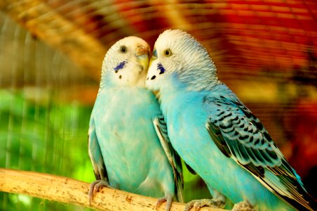 Beak feather wing photo