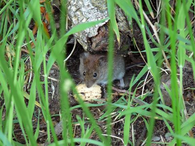 Field mouse mouse nature