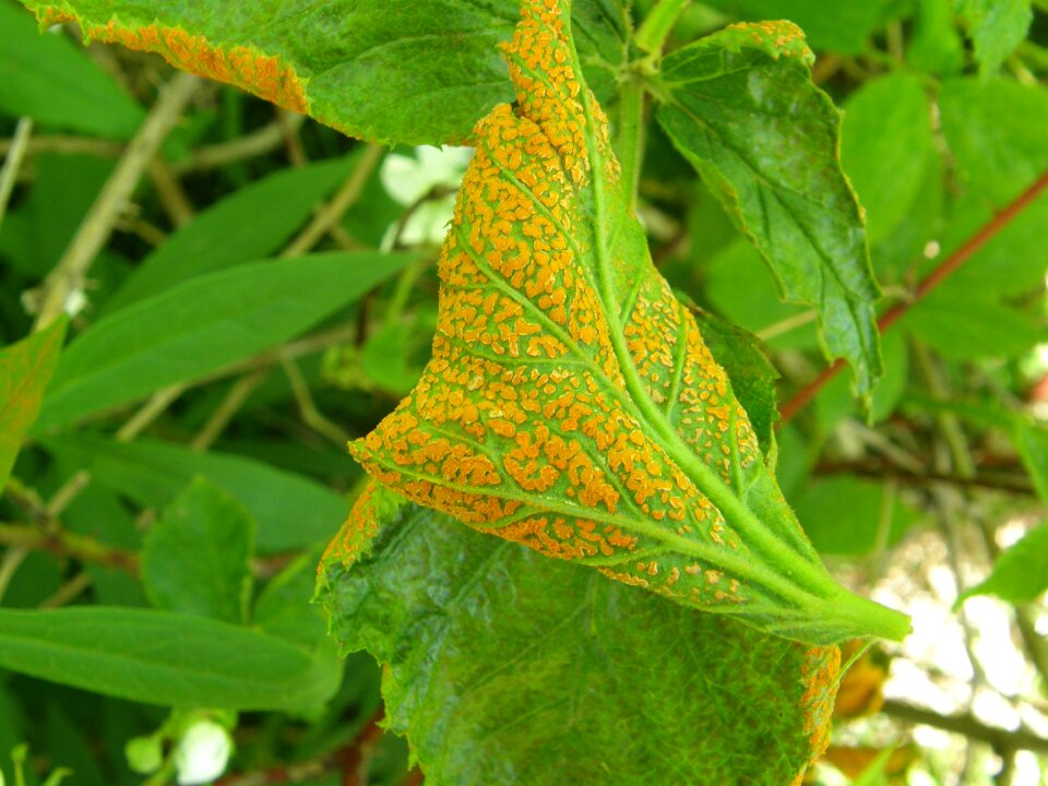 Plant disease natural