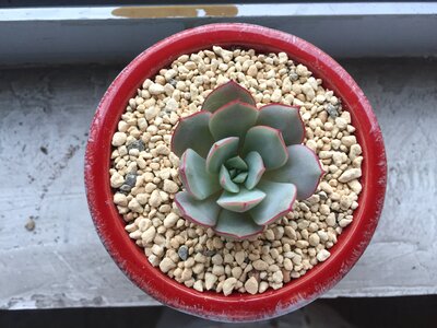 Ling wave fairy the fleshy succulent plants