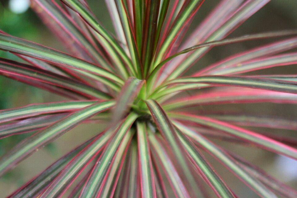 Plant plants