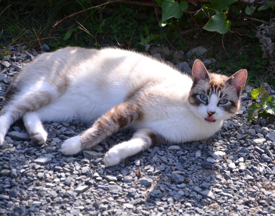 Blue eyes domestic animal cat eyes photo