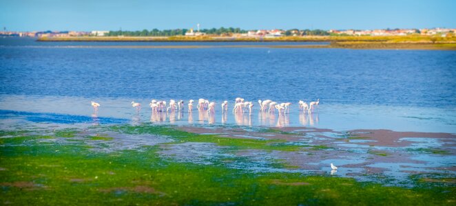 Flamingos baixa da banheira portugal