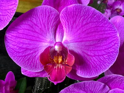 Orchid summer beautiful live
